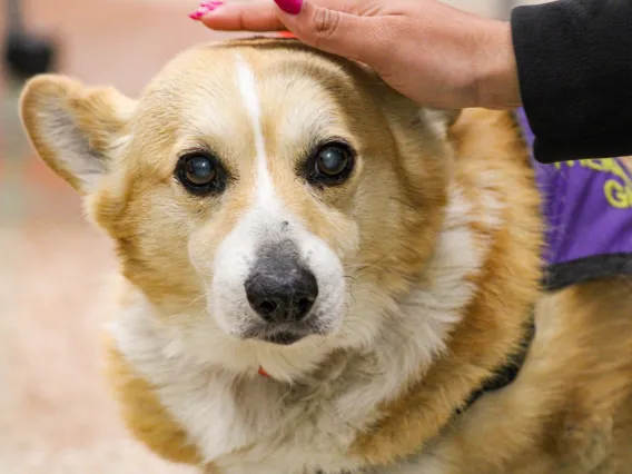 Gizmo the Corgi looking at the camera