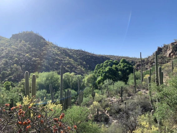 Desert morning