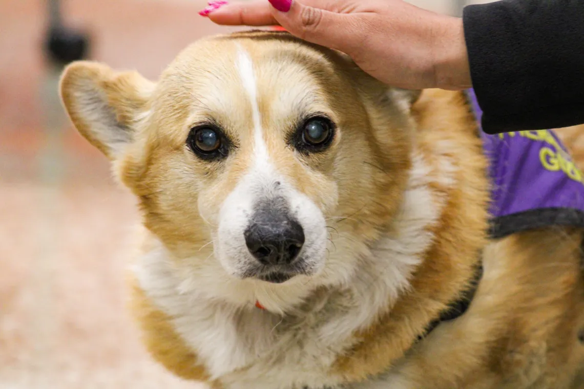 Gizmo the Corgi looking at the camera